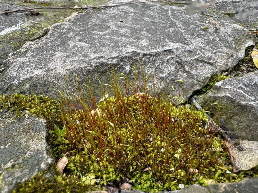 每日物种故事丨春雨过后,这种植物长"疯"了!_苔藓_环境_滨江公园
