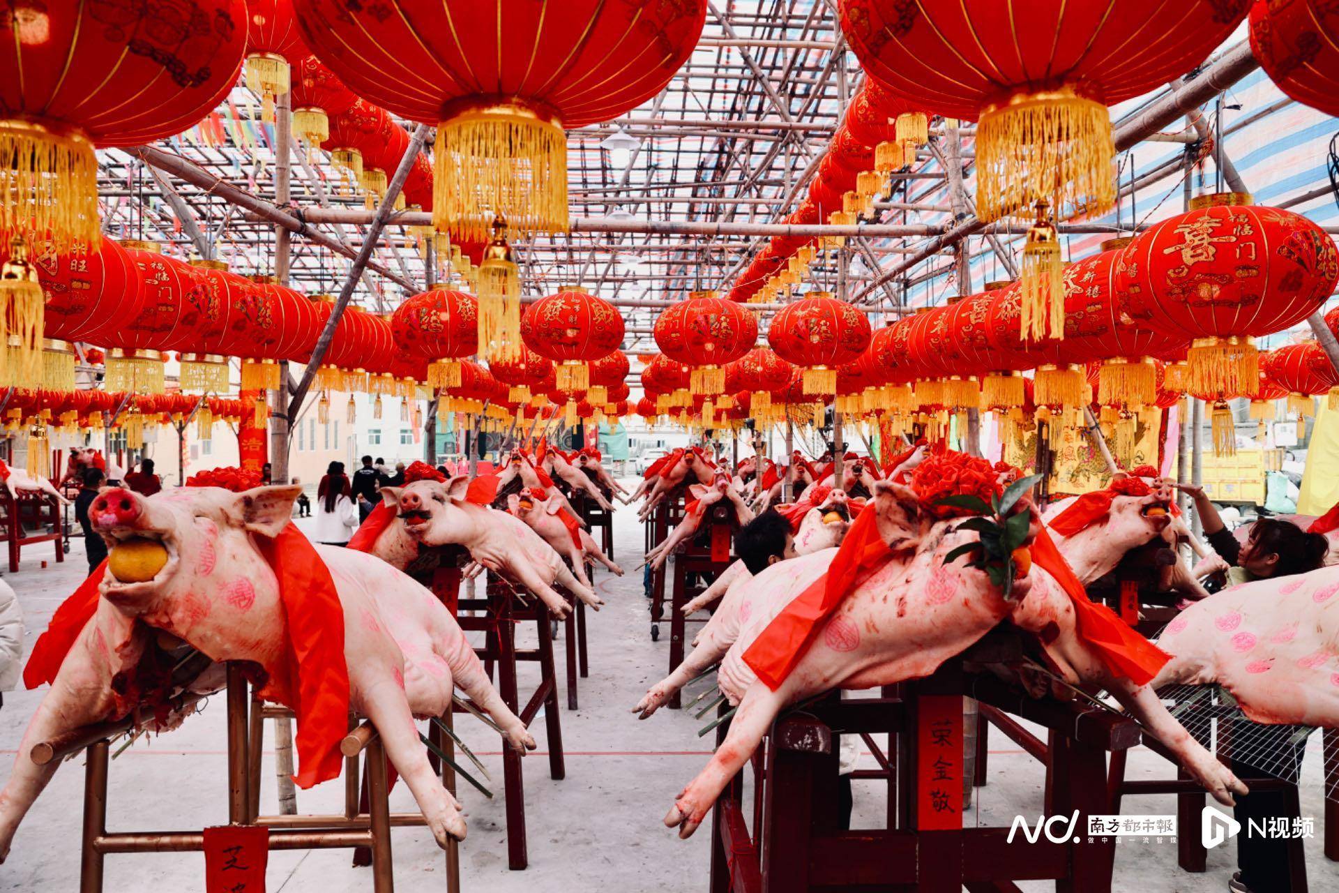 澄海冠山村都会举行"赛大猪"民俗活动,祈求新一年五谷丰登,六畜兴旺