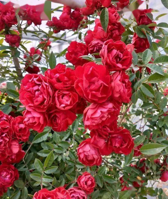 给大家推荐8种植物,可以有效吸收抽烟造成的有害气体_空气_光照_室温