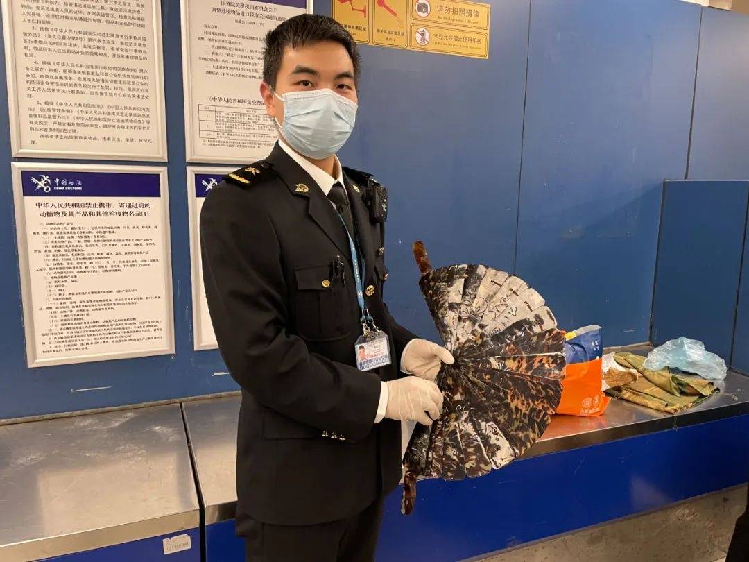 首都机场海关查获4件玳瑁工艺制品_濒危_动植物种_进出口