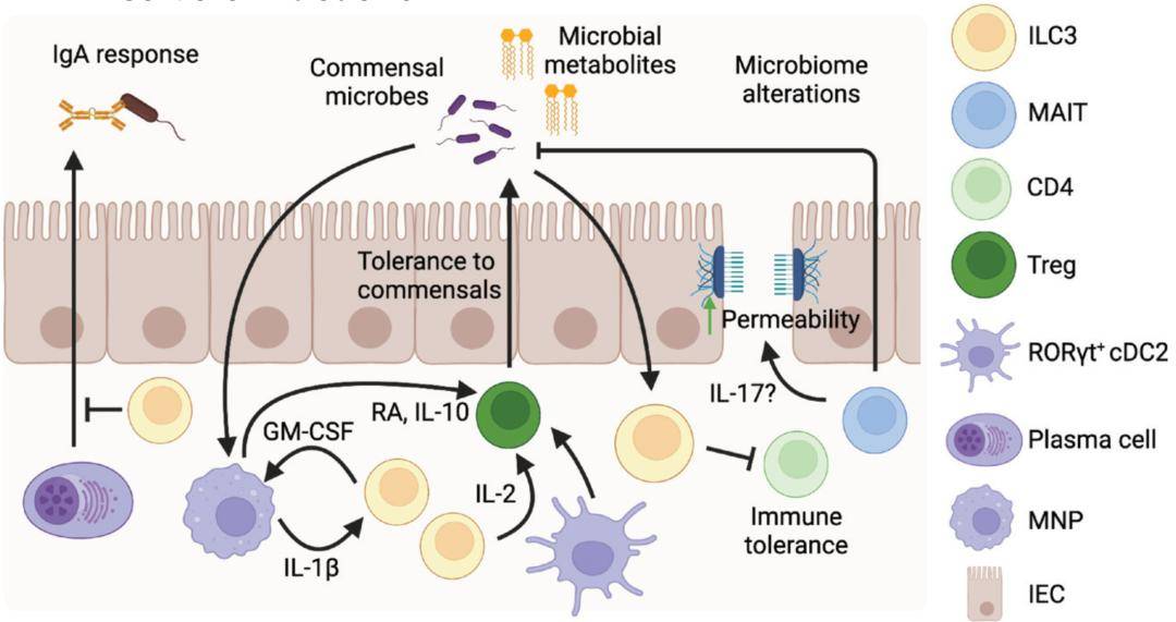 免疫细胞主动调控代谢_调节_稳态_脂肪
