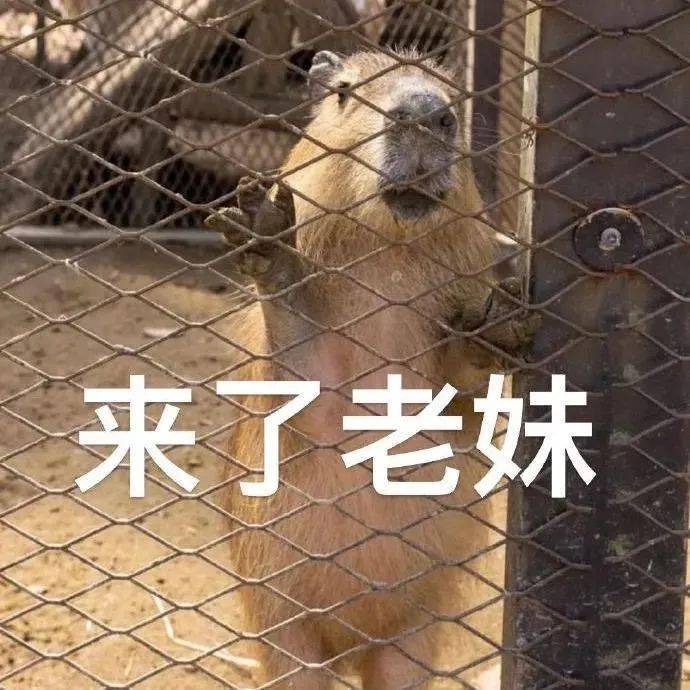 超实用的表情包:出来吧我的宝_公众_il_熊猫头