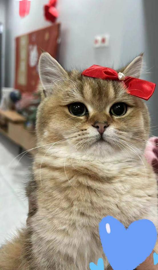 长毛比如缅因猫,布偶猫,挪威森林猫,中华田园猫等,短毛比如英短,美短