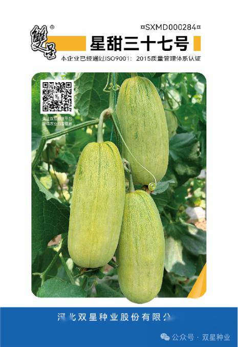 【甜瓜种植技术】大棚甜瓜吊蔓整枝详解_管理_植株_进行