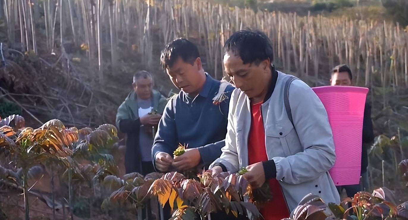 弥勒市竹园镇:"椿"意盎然 香椿产业助农增收_种植_四季_绿水