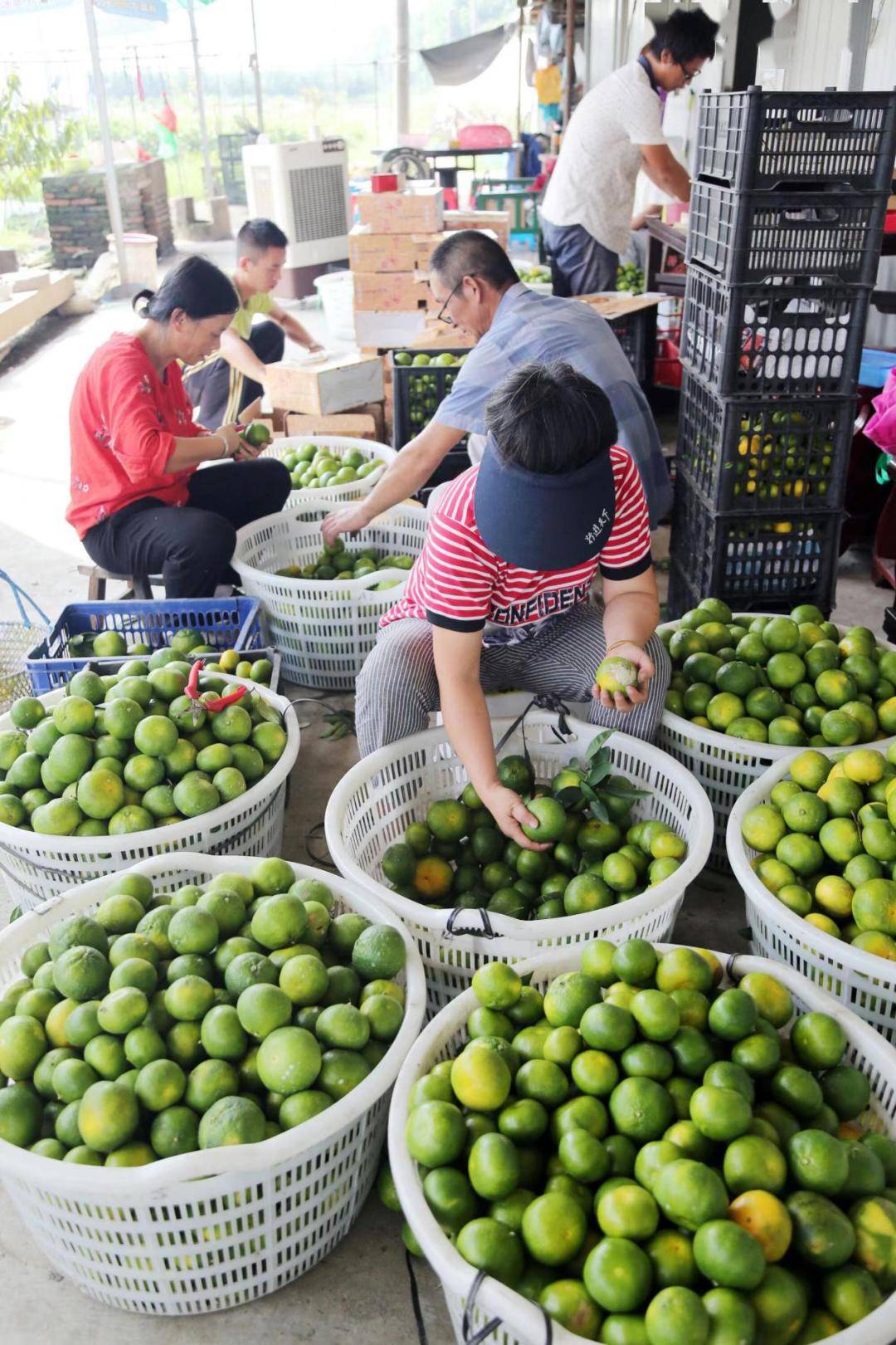 执委风采 | 张佳琪:巾帼农创客,打开共富"新空间"_西塘镇_种植户_农业