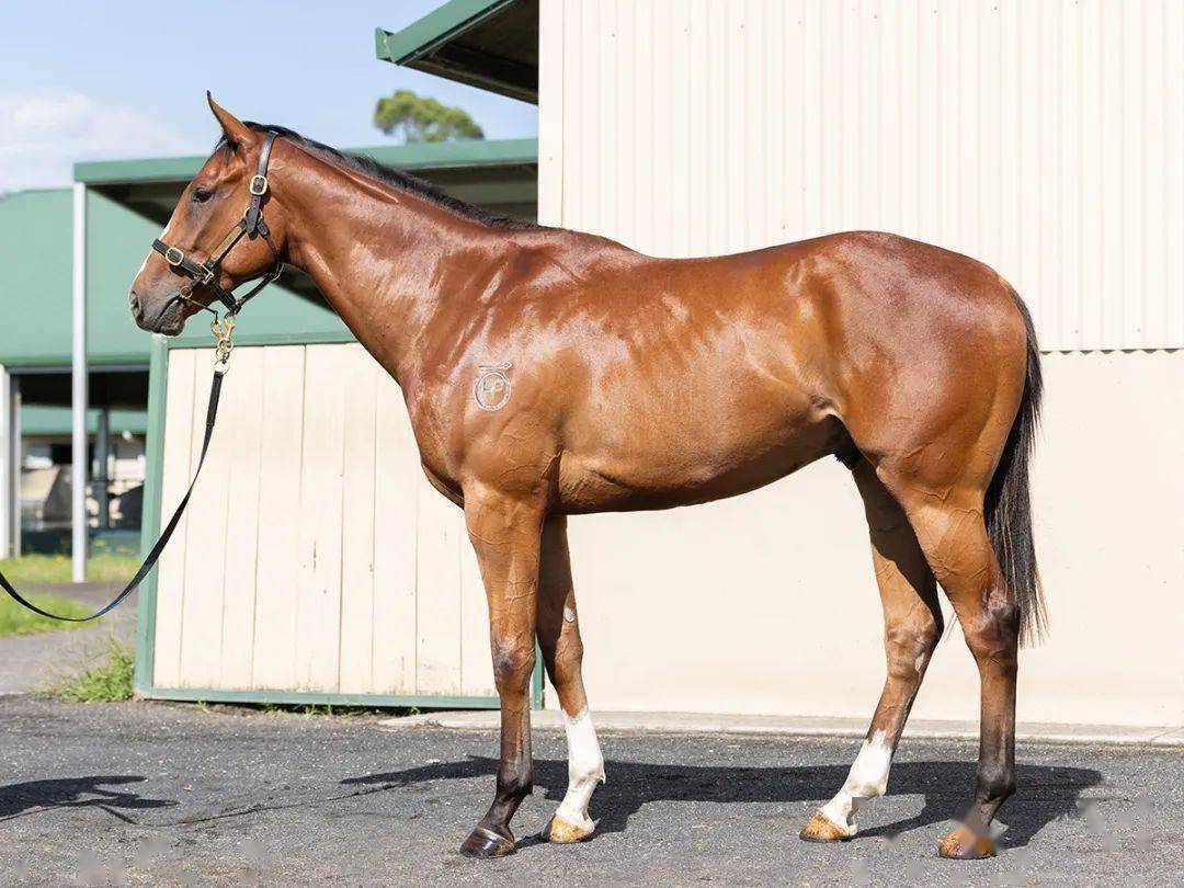 编号13的3岁爱尔兰马(下图)父系siyouni,母系reticent angel,购入价26