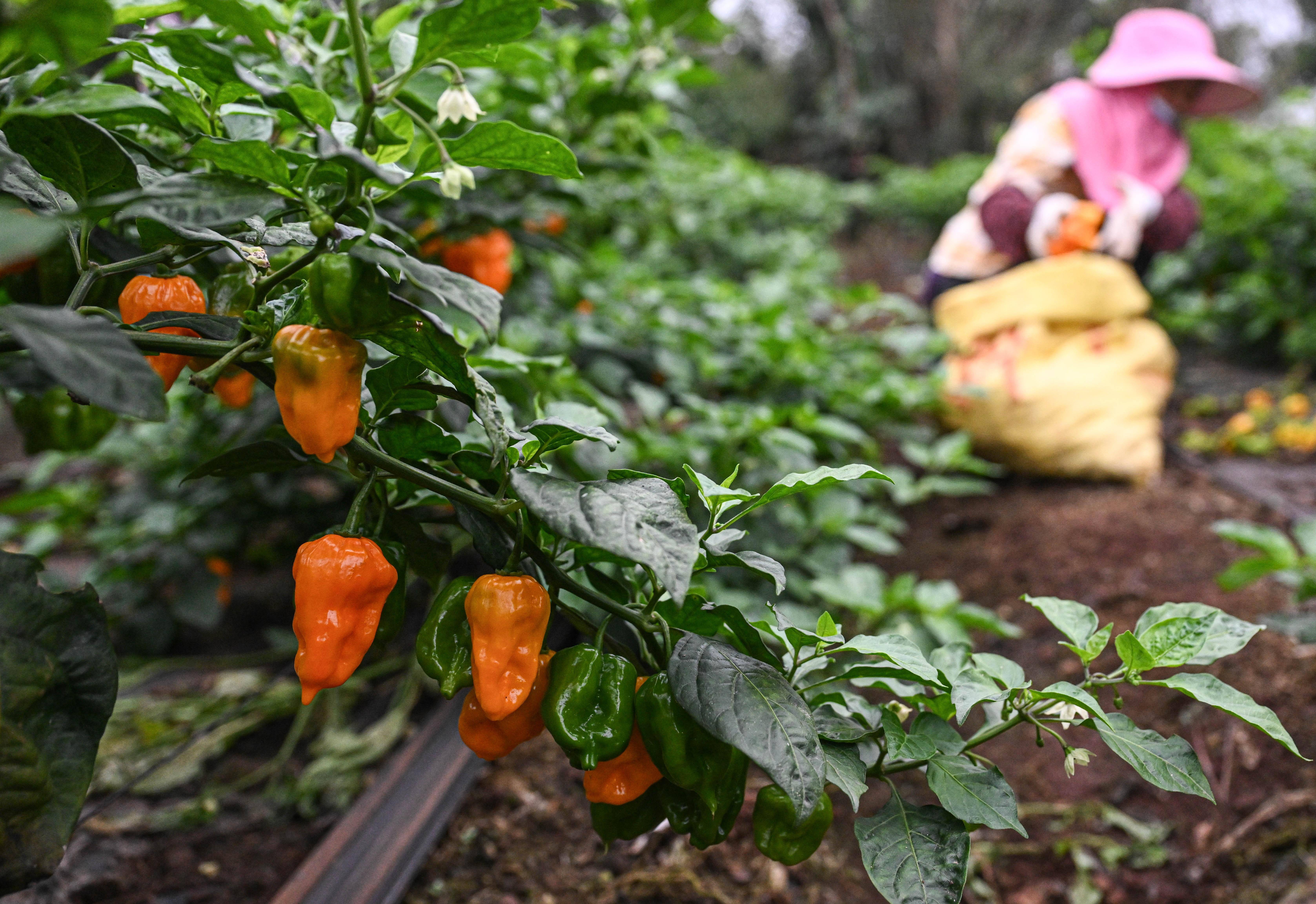 村集体公司 企业 农户"合作模式,因地制宜引进黄灯笼辣椒种植产业