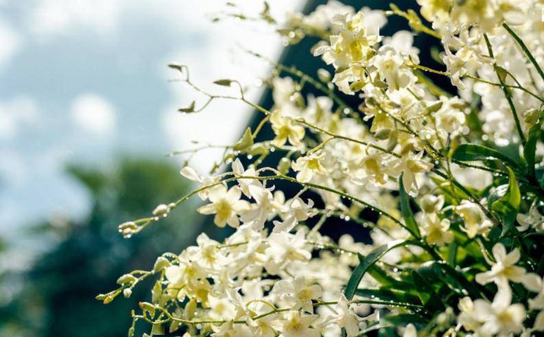 老婆_姑爷_丈母娘