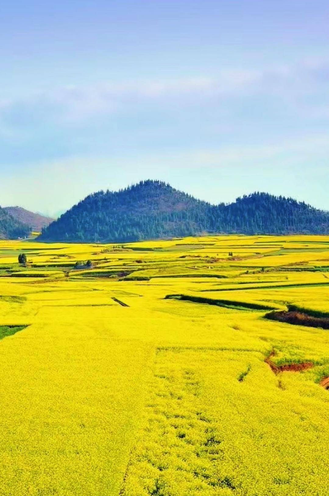国内最早"上春山"的绝美避世小城!花海惊艳外网!_曲靖_油菜花_瀑布群