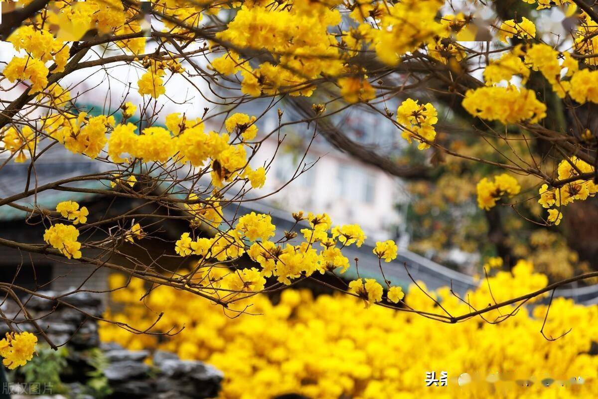 广州海傍黄花风铃图片