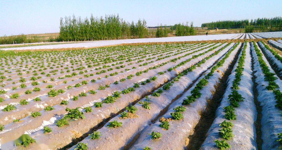 影响_作物_发展