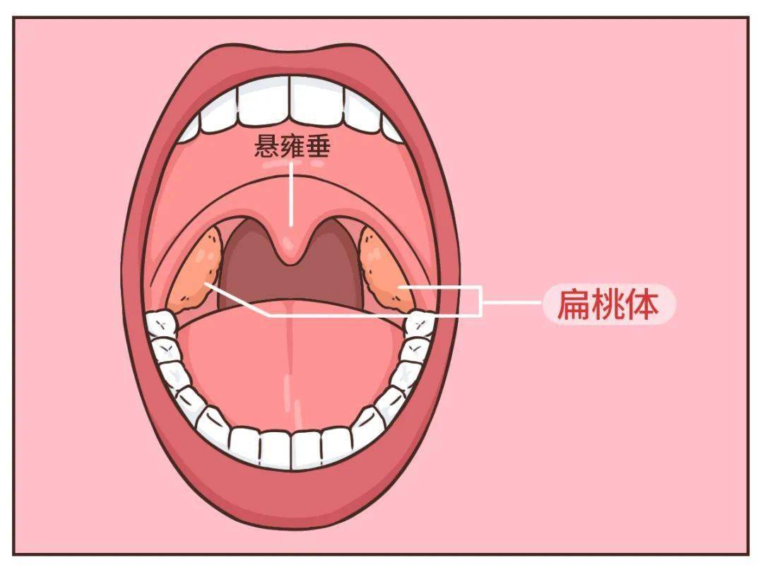 喉咙中间图片