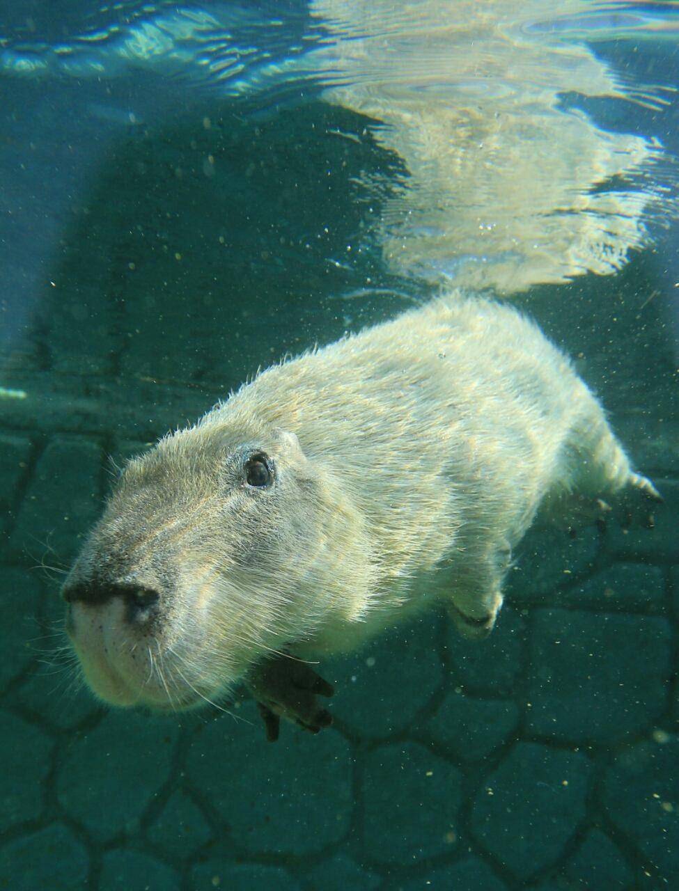 "卡皮巴拉"可不是一句魔性咒语_人类_视频_网络