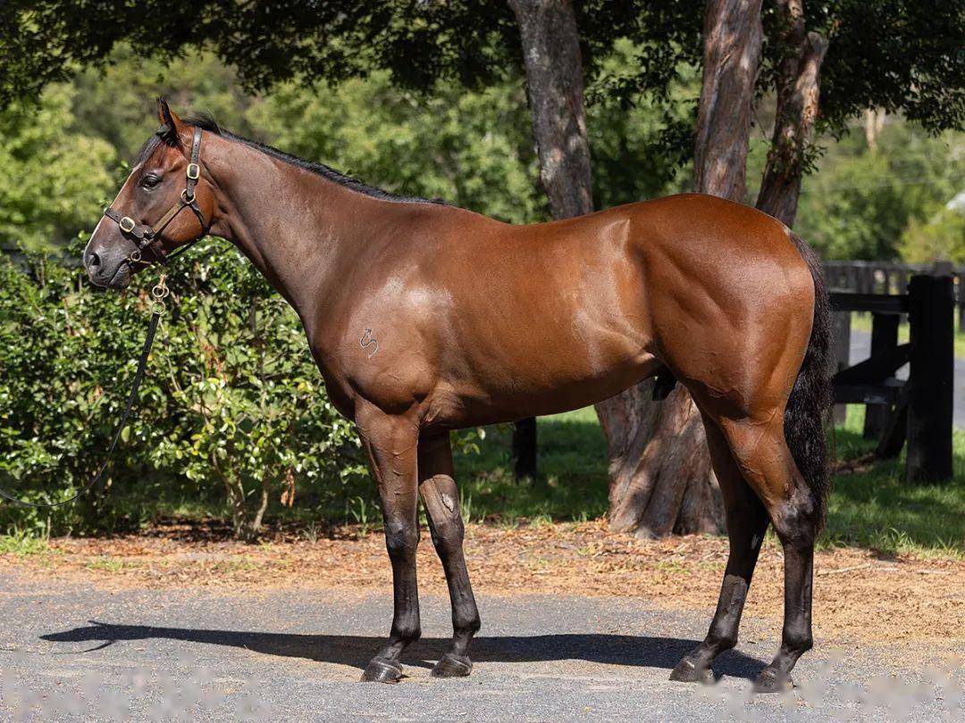 编号15的3岁英国马(下图)父系invincible spirit,母系teppal,购入价60