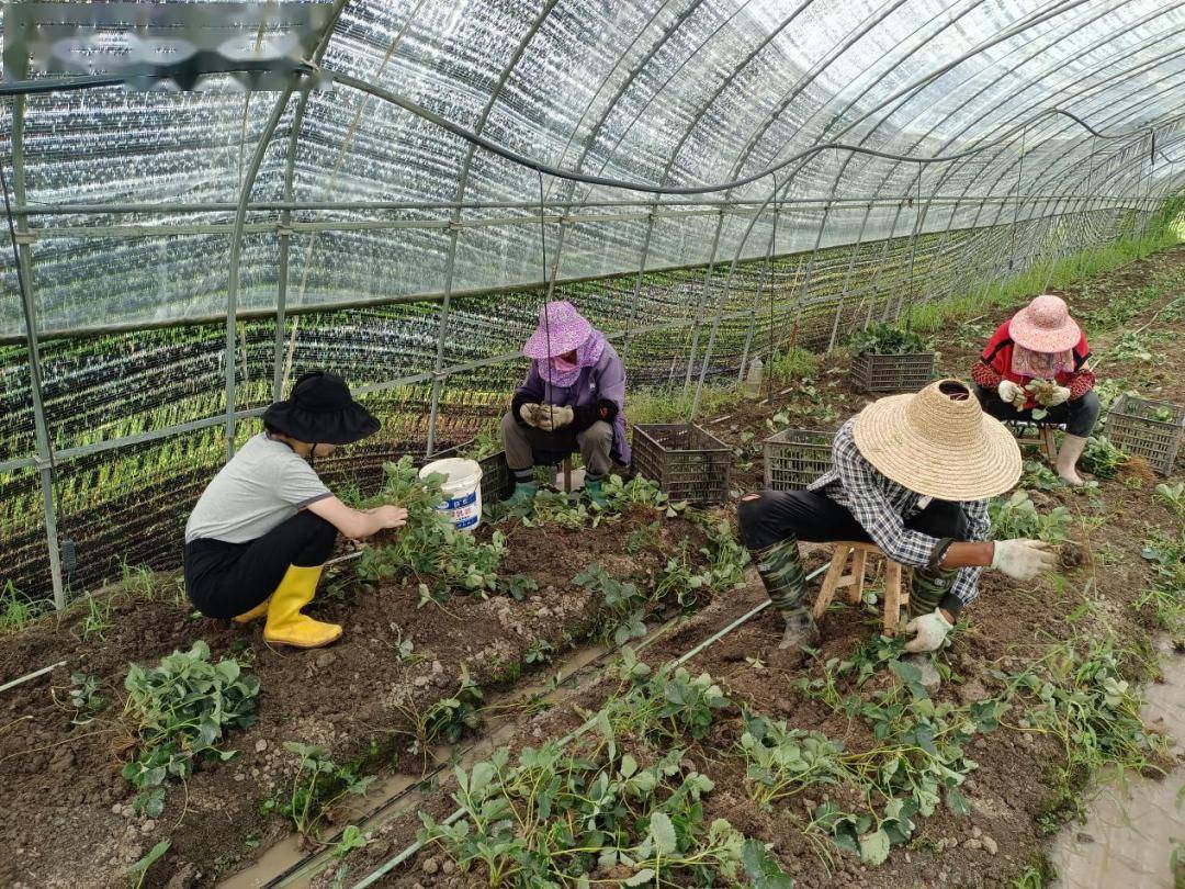 农村种植业创业(农村种植业创业项目)