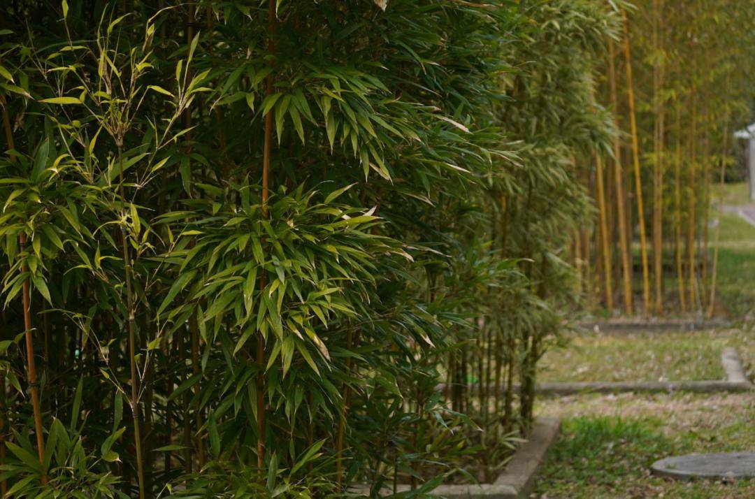 一间百年植物园的保卫战_京都府_教育_经济