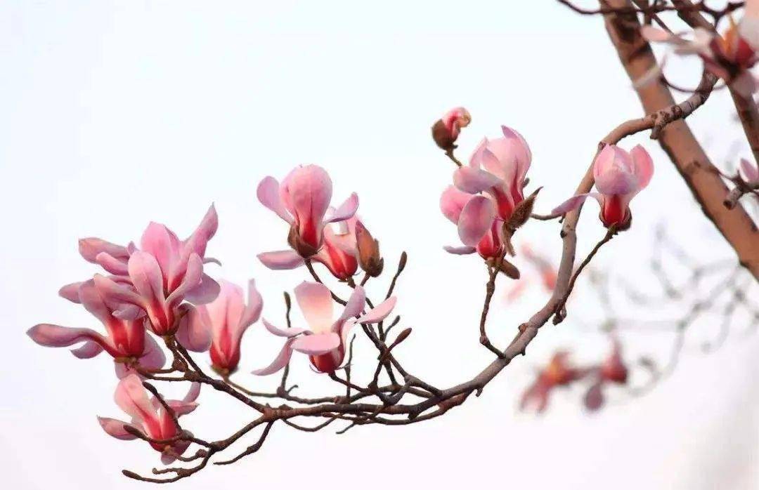 鄢陵春日赏花攻略_地点_公园_旅游区