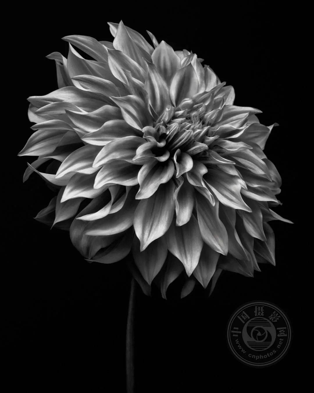 优秀奖《名伶》08patti lamm(美国)黑白大丽花.