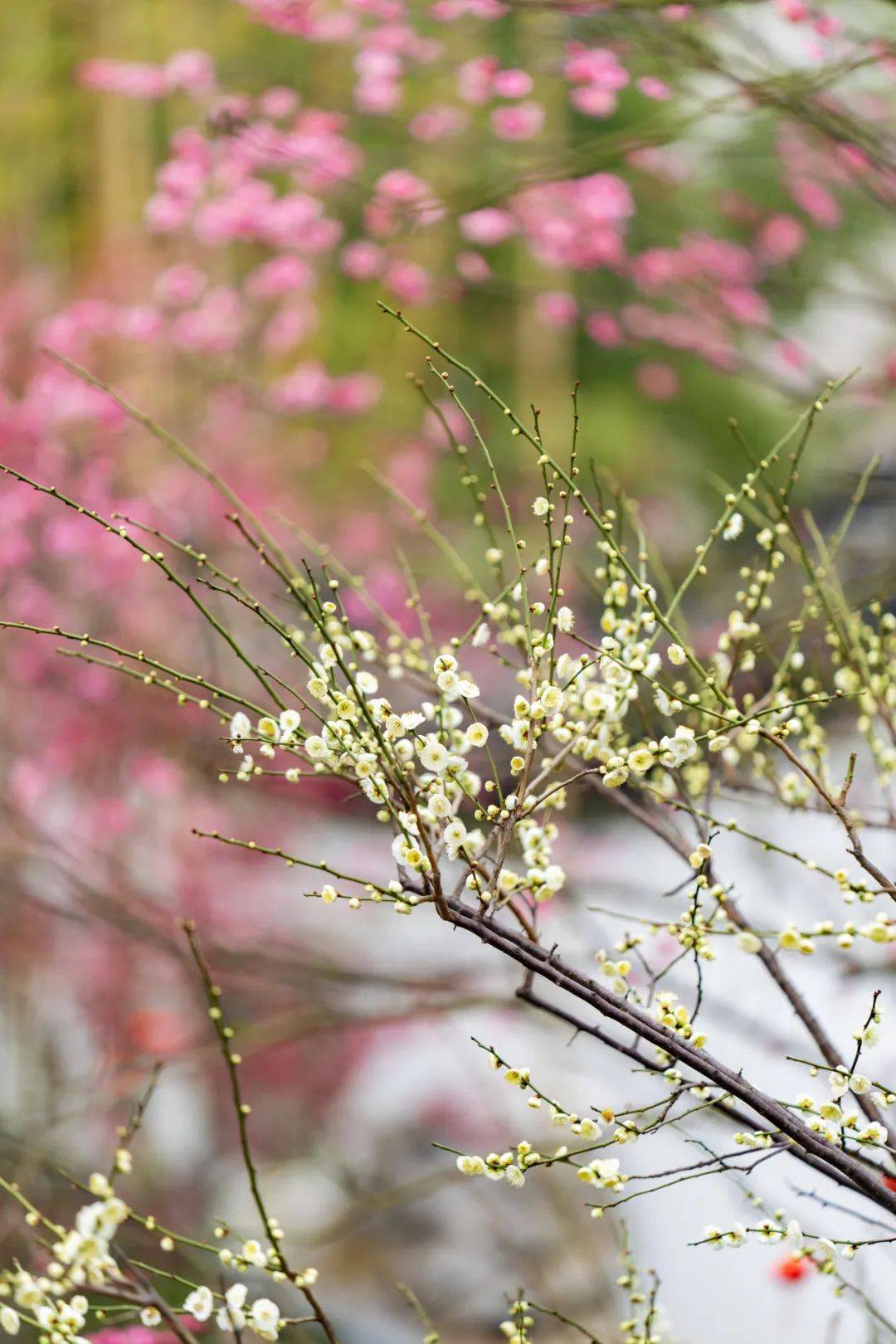 一波早春美图,走进这片"香雪海"_梅花_白梅如_香气