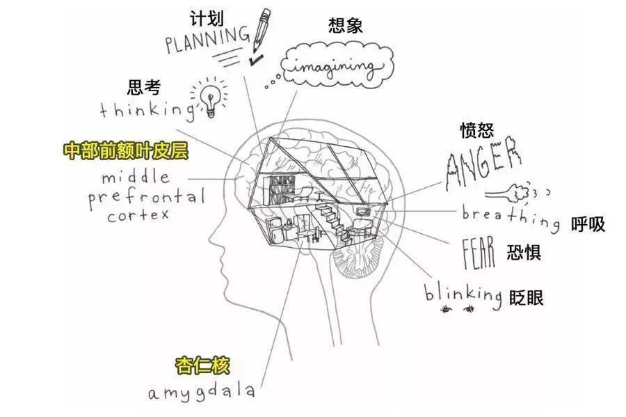 头脑位置图片图片