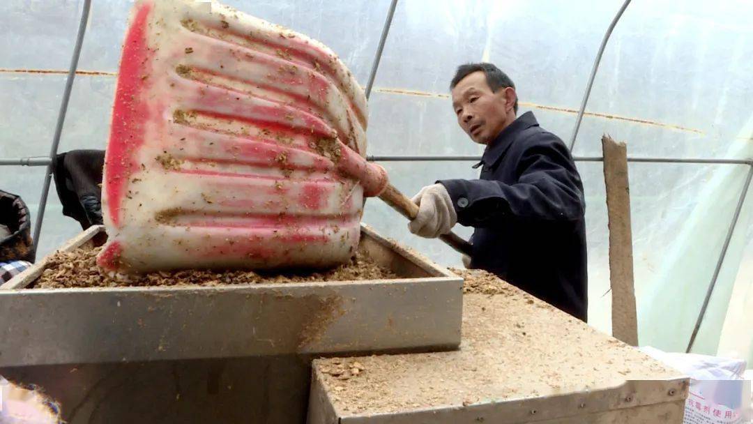 节过不恋节 香菇生产忙_红岩_留坝_菌棒