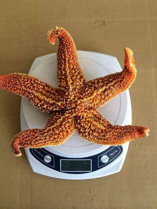 世界顶级"壮阳"海鲜大赏_海参_鲍鱼_食用