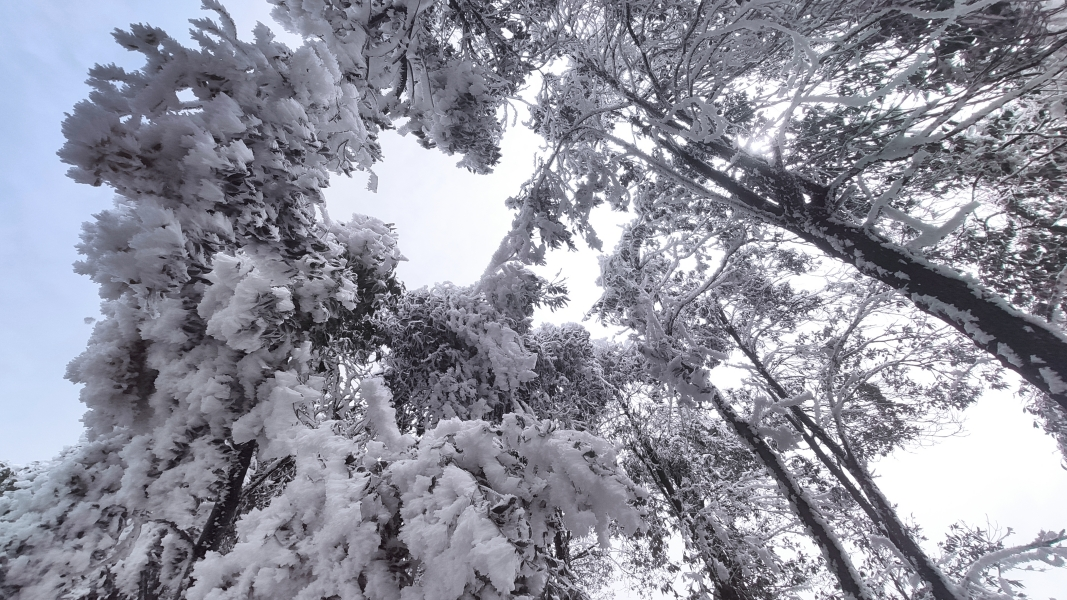 湖南绥宁:高山雪景,银装素裹美如画_宝鼎_树木_世界
