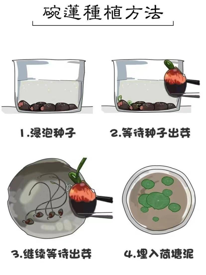 【碗莲种植套餐】15.9享包邮!