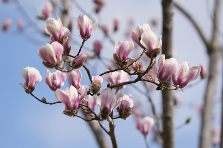 玉兰悄然初开!"市花"何时进入赏花期?专家解读→_望春_普陀区_绿地