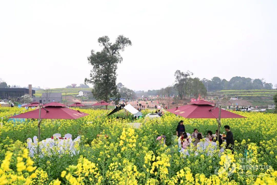 永兴镇万亩油菜花海,等你来赏!_黄庄村_活动_游客