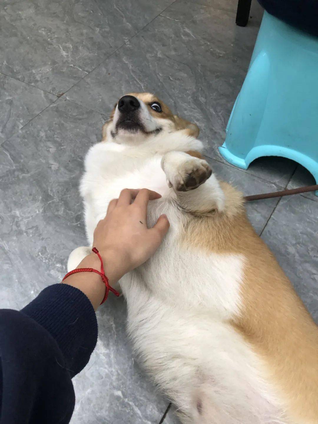 猫猫水里游泳的快乐鸭黏人可爱的小鼠乖巧听话的兔子……小动物们治愈