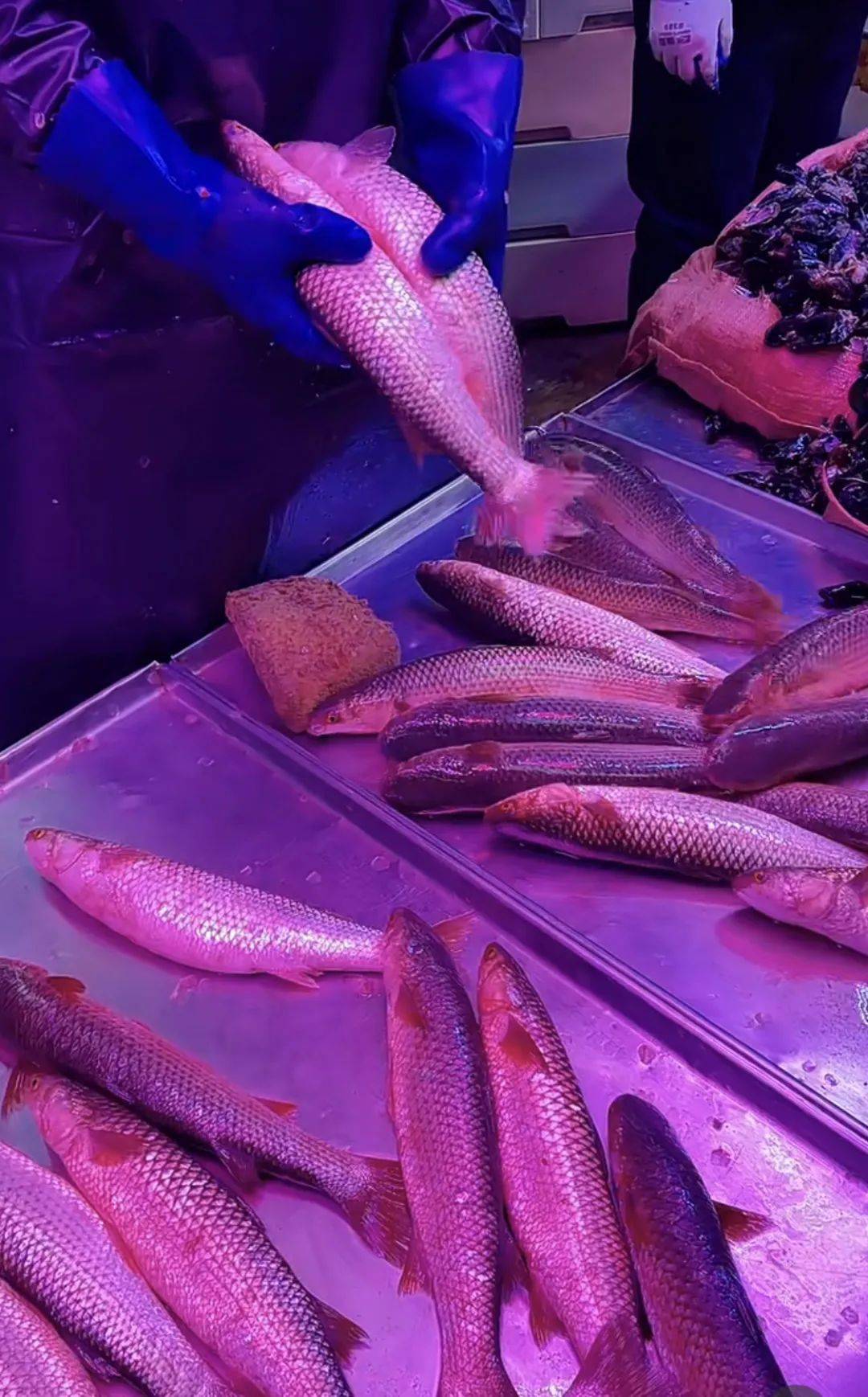 梭鱼_步骤_面糊