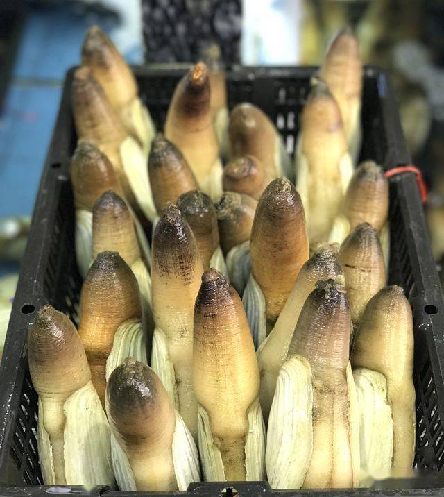 象拔蚌又名皇帝蚌,女神蛤,因其又大又多肉的虹管,很像大象的鼻子(象拔