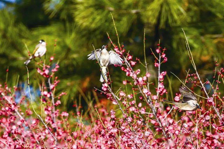 花朵丽园中的小道两旁▼▼▼今天就一起去赏梅吧朝我们走来了靖江的梅