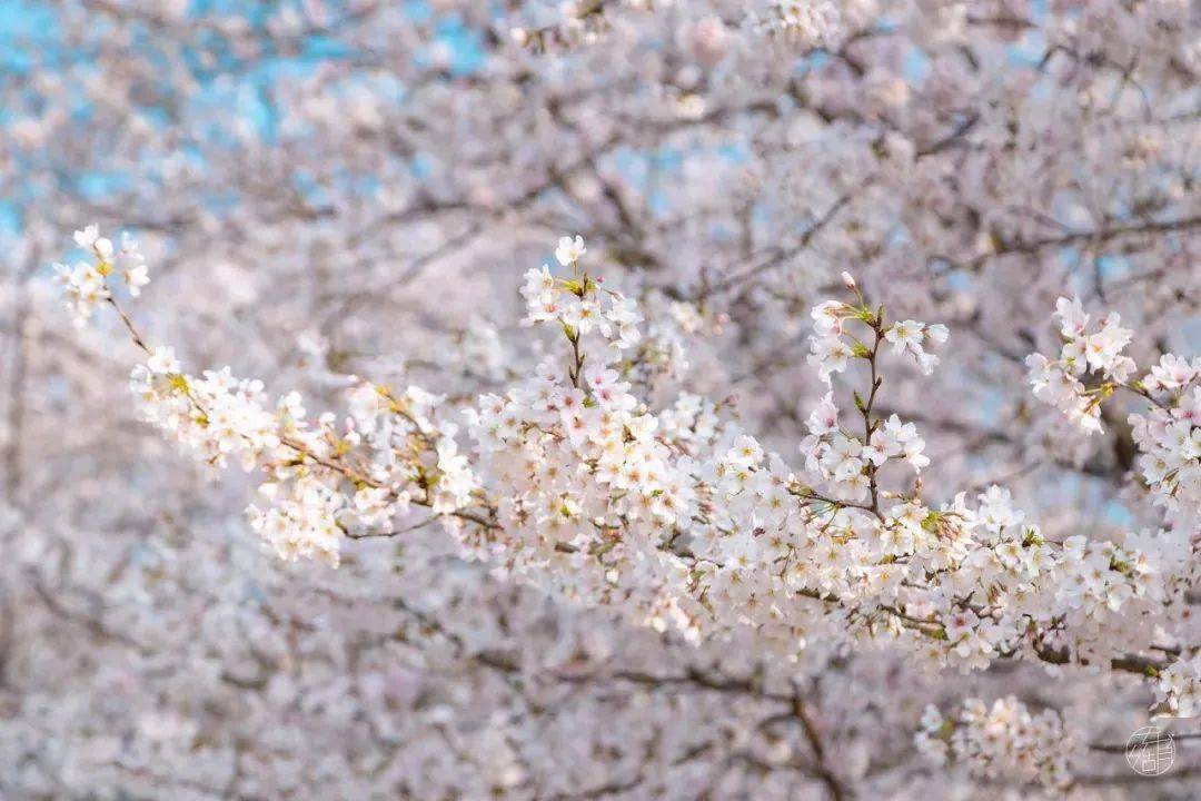 武汉市_郁金香_风景区
