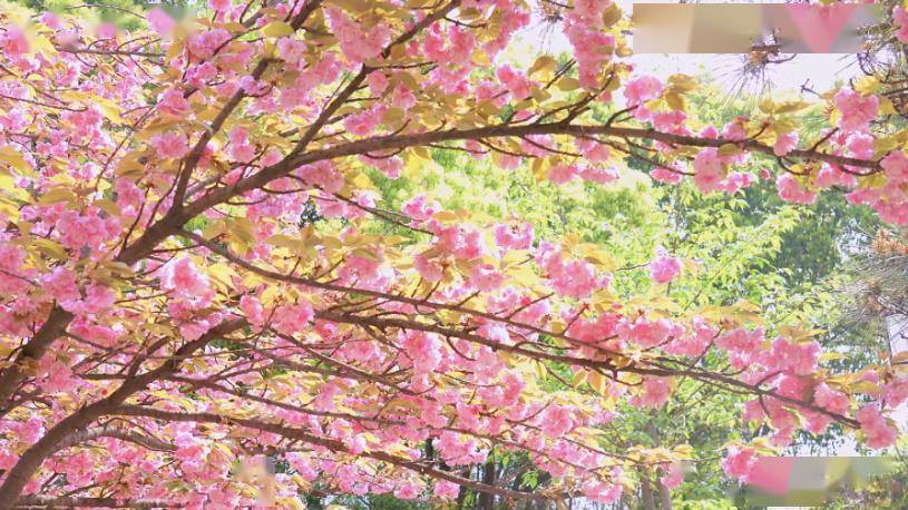 从枝头洒落的粉色"樱花雨"一团团一簇簇,如云似霞园内十多种樱花争相