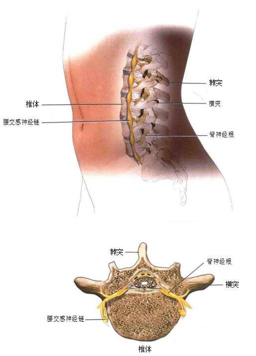 腰骶部的准确位置图图片