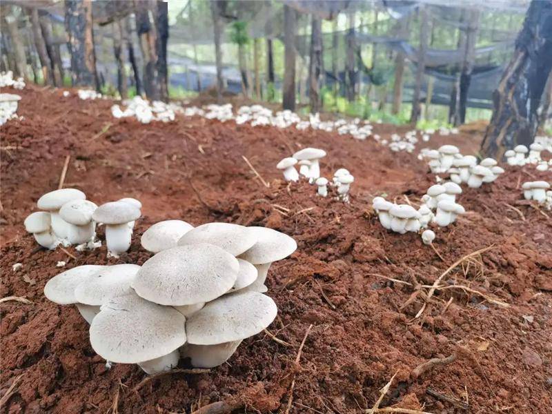 契机,以村办公司前期投入资金70万元修建粪污处理池,购买吸粪车等设备