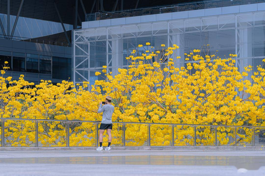 2月29日丨深圳大事件_宝安_西丽_工程