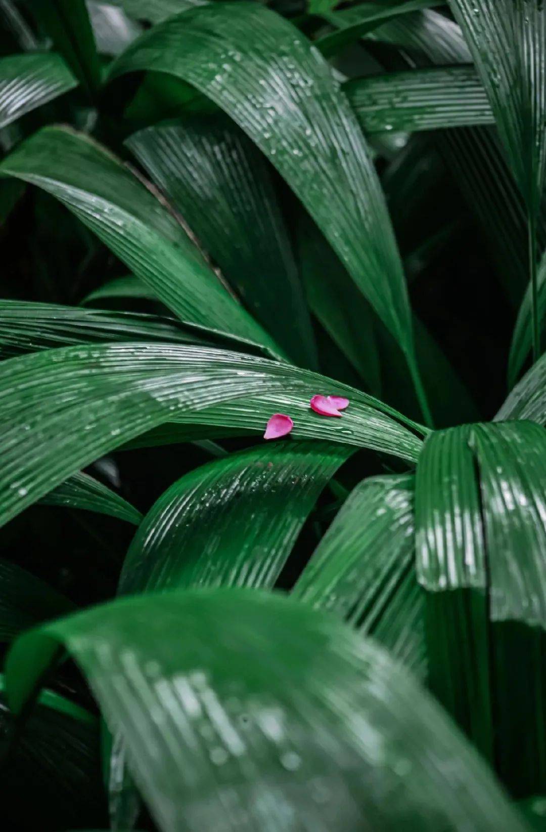 倾斜的雨,飘飘然倾落这片7千多平方公里的大地;天降的甘露,浸润广州的