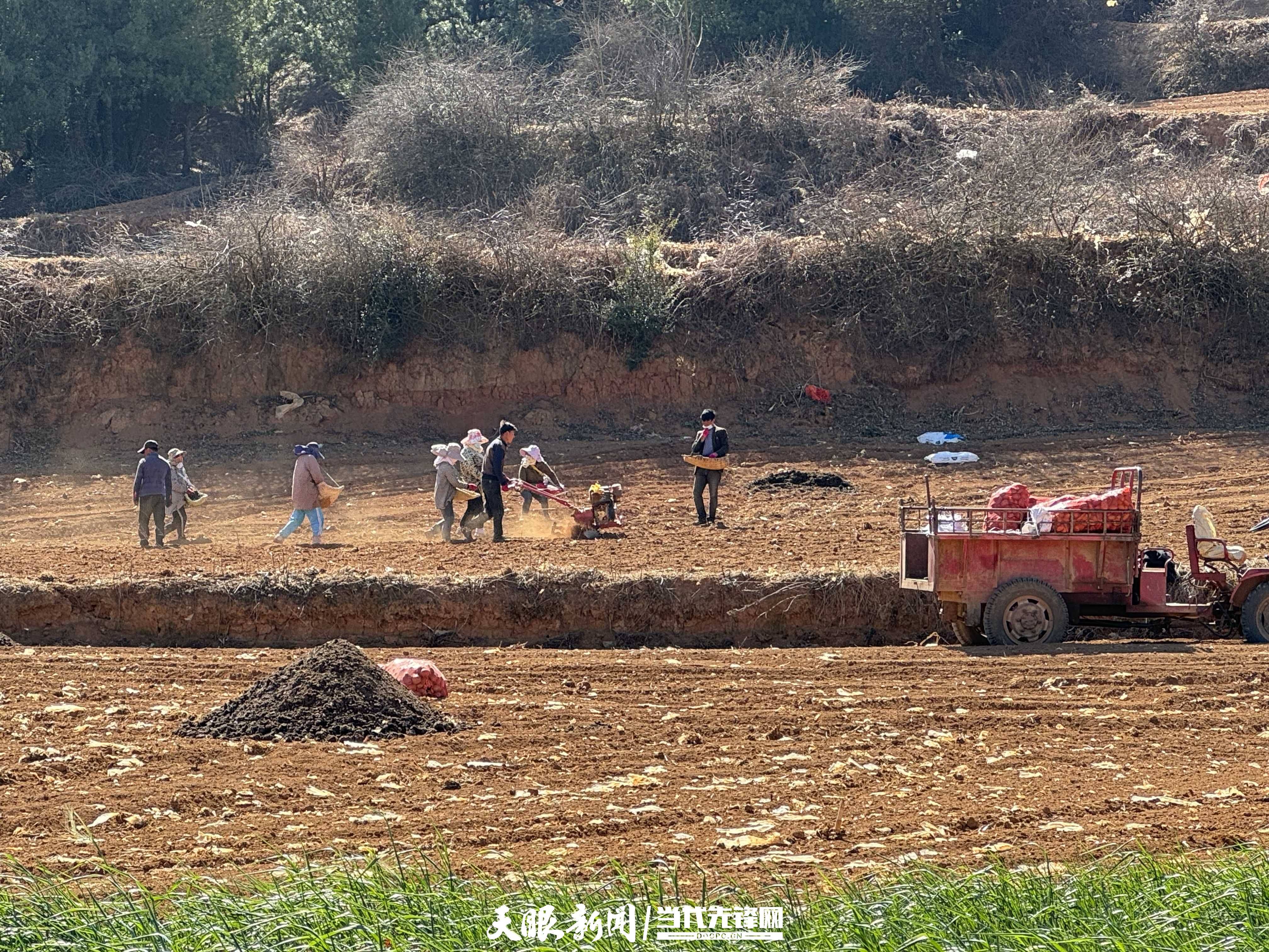 威宁秀水镇:3万亩马铃薯种植忙_华丰村_群众_产业