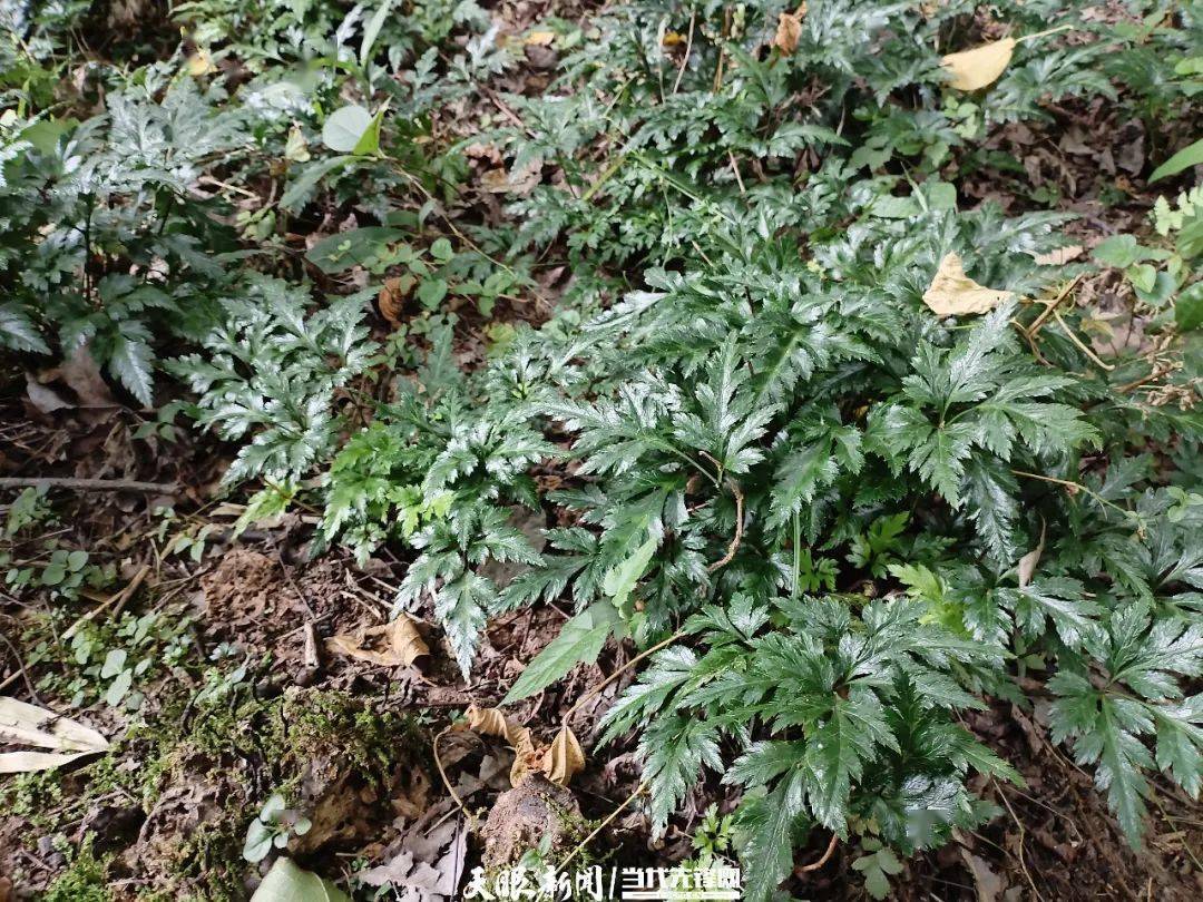 【绿色发展】贵阳贵安今年发展10万亩林下种植_经营_中药材_示范