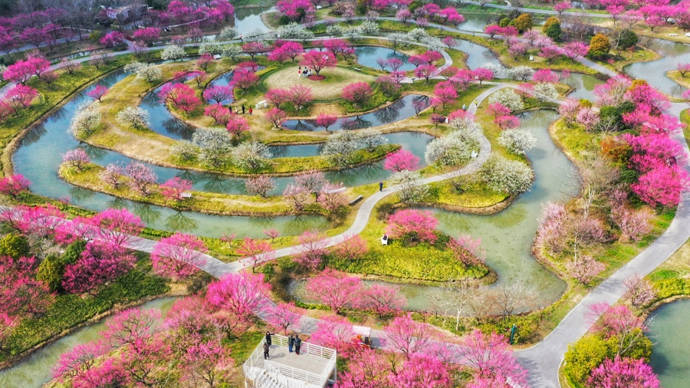在金山区朱泾镇的花开海上生态园,50多个品种共1万多株梅花迎来盛花期