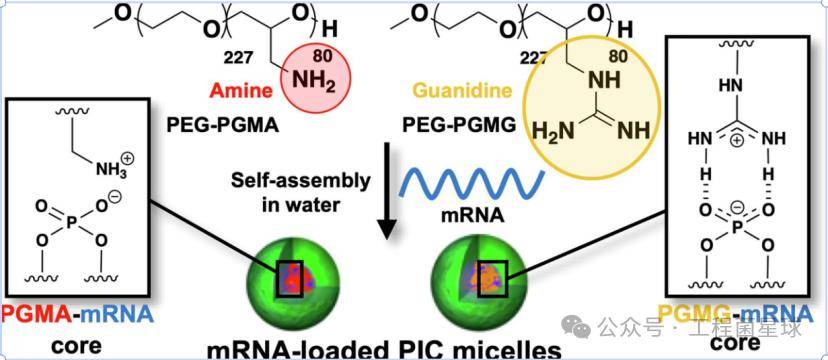 mrna递送系统开发:筛选靶向性聚合物纳米颗粒以触发高