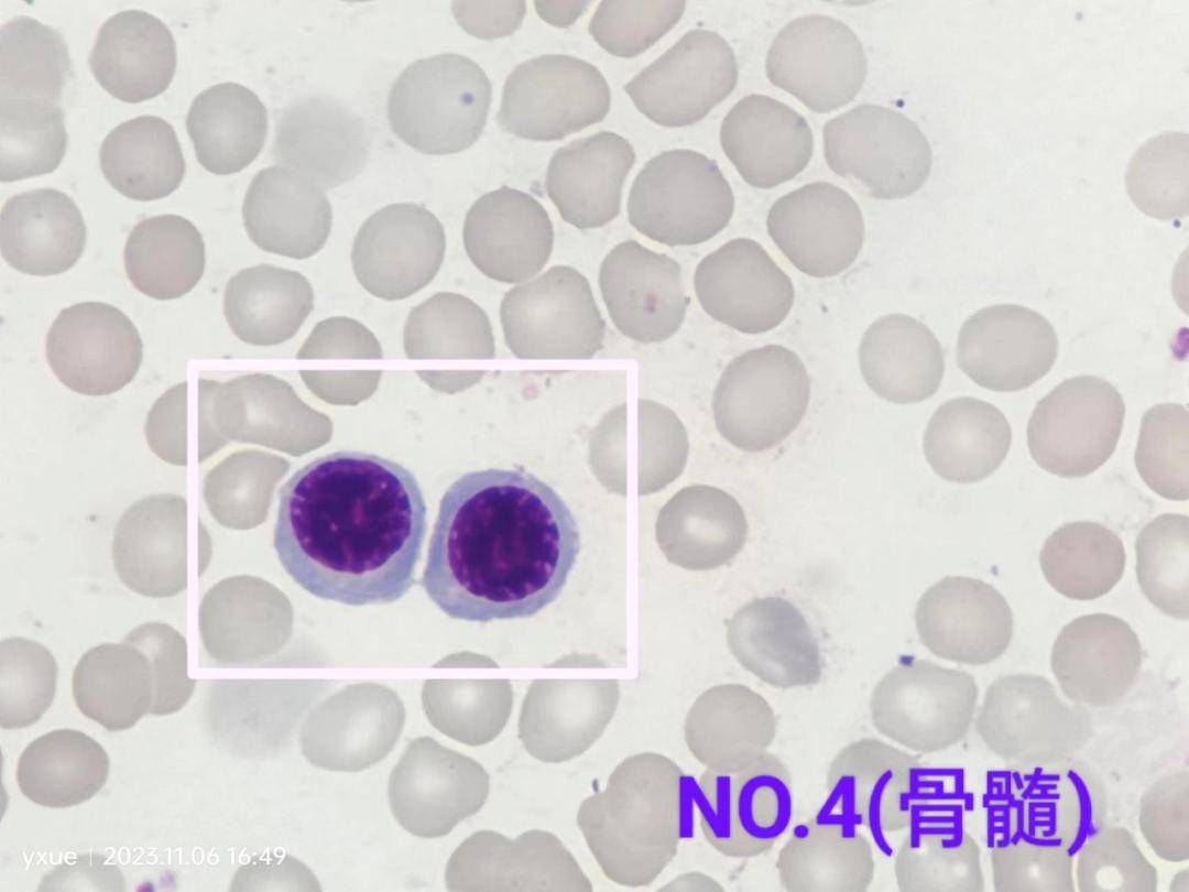 看图识细胞(第126期)