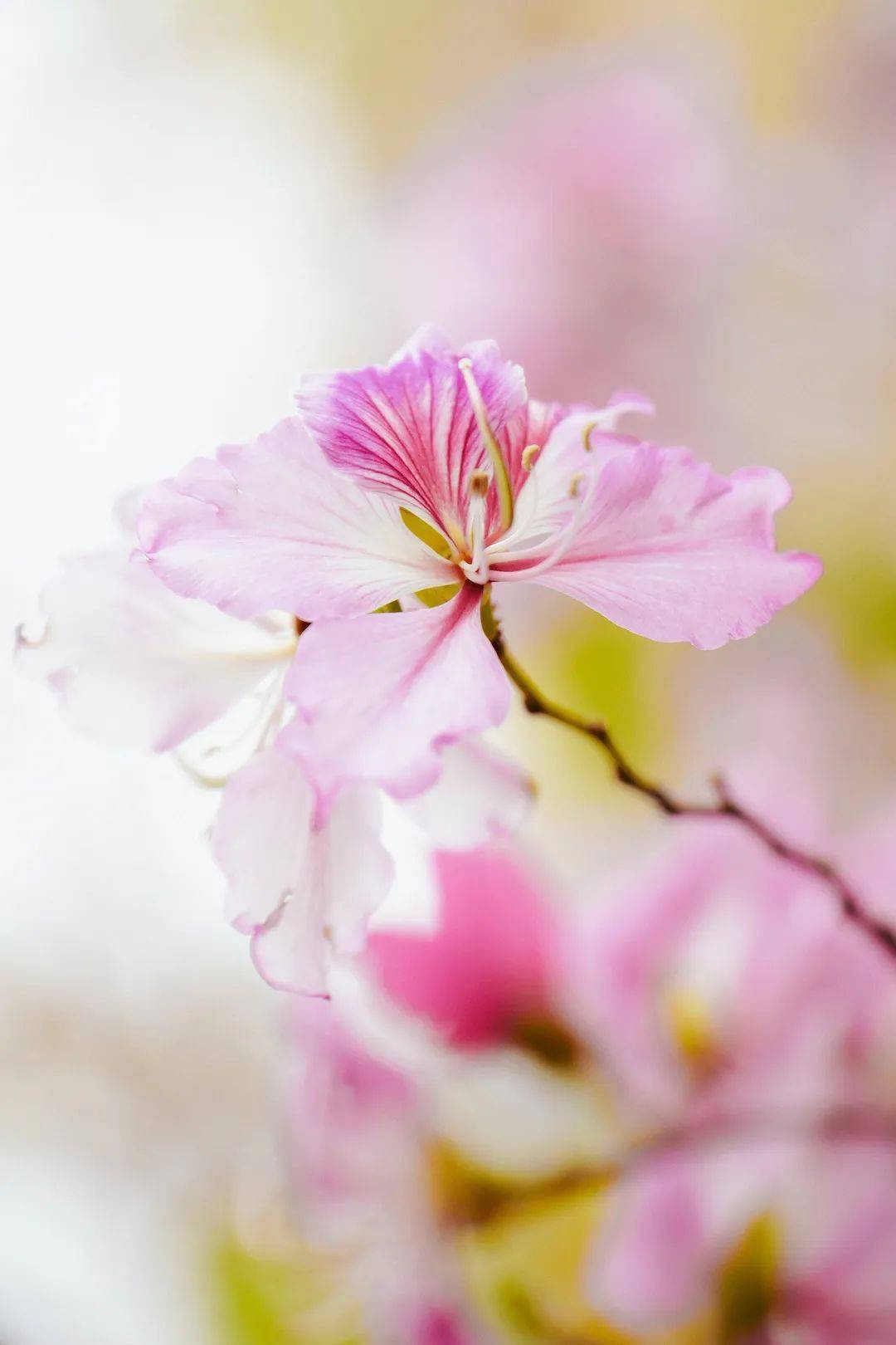 星期五,盐田上新啦 | 浪漫新"花"样_铃儿_海山_森林