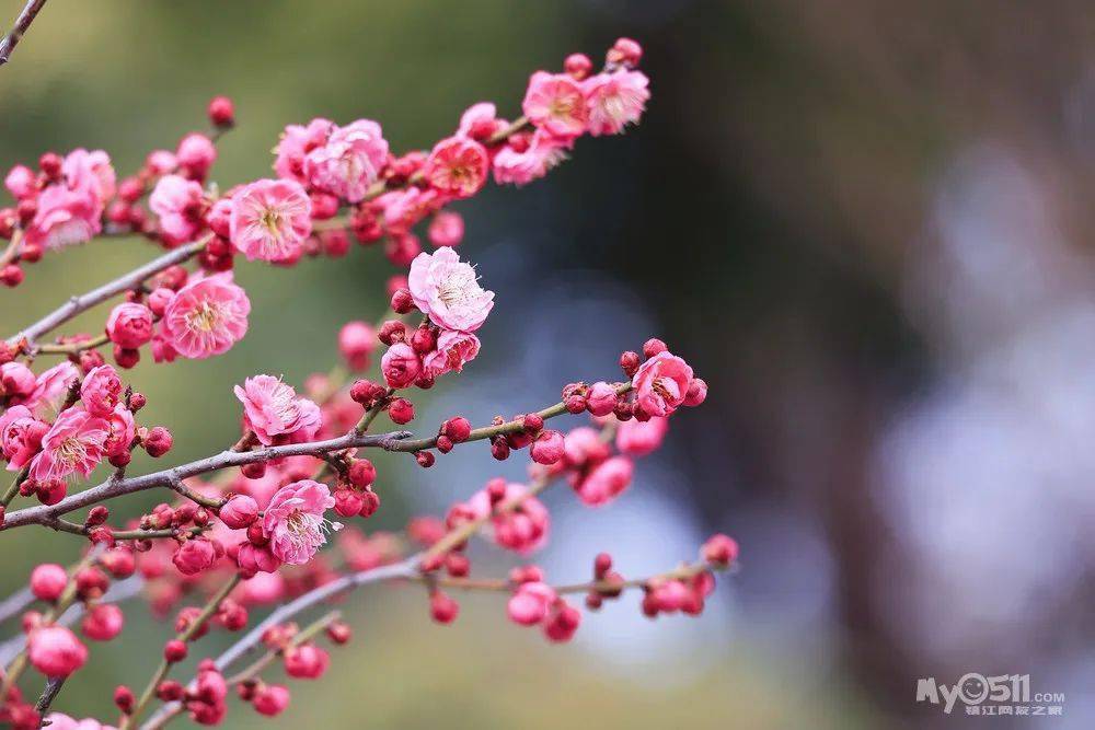难得的晴天要来了,周末去宝塔山开启属于您的"梅"