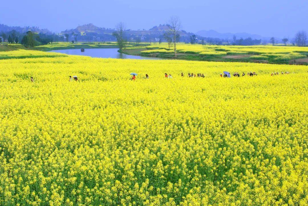 邀你"潼"去,赴一场油菜花之约!_景区_花海_潼南