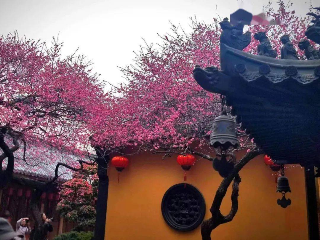 徐能荣:江南第一梅|文旅中国_梅花_人们_佛门